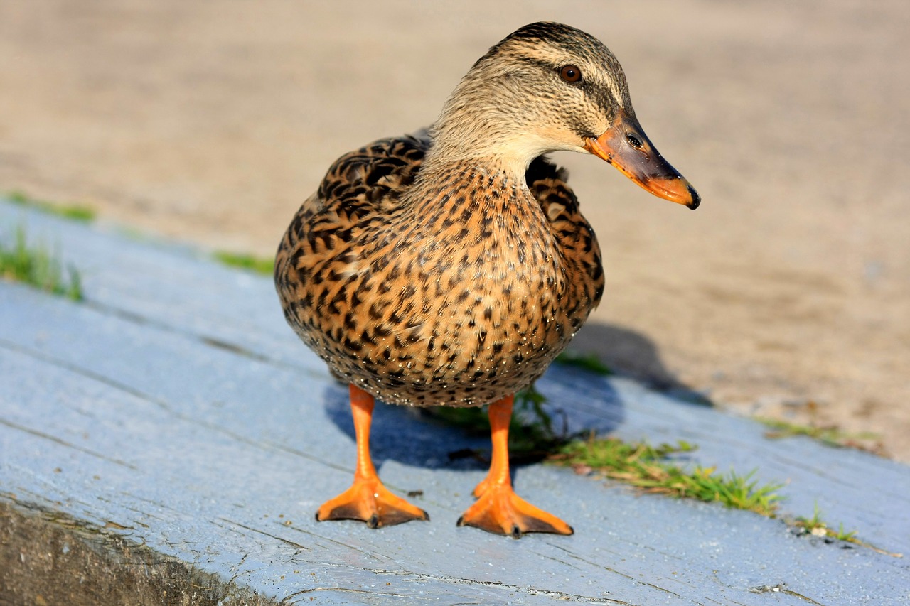 Are You Duck Footed? All About Out-Toeing | Heel That Pain