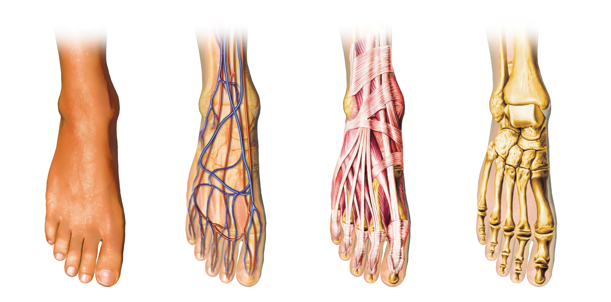 foot pain diagnosis diagram